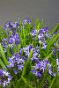 <em>Hyacinthoides reverchonii</em>